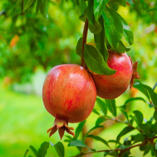 Russian Pomegranate Tree - Cold Hardy in early bloom