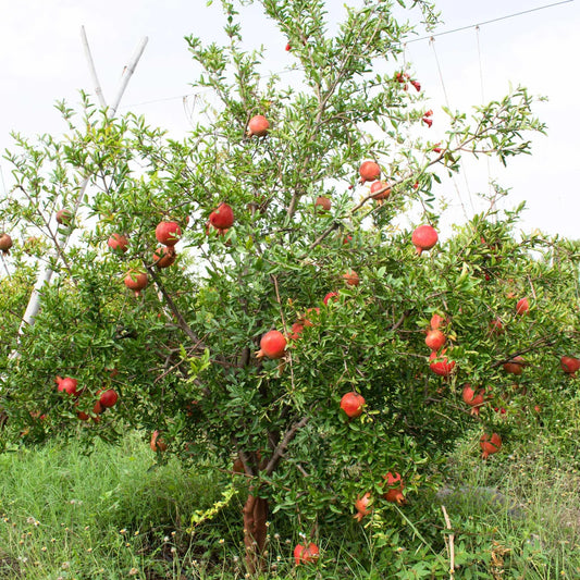ColdHardy pomegranate plant in full bloom with fruit and foliage