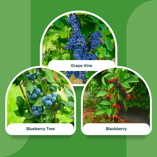 Berry Bliss Combo ( Set Of 3 ) – Blueberry, Grape, and Blackberry Plants