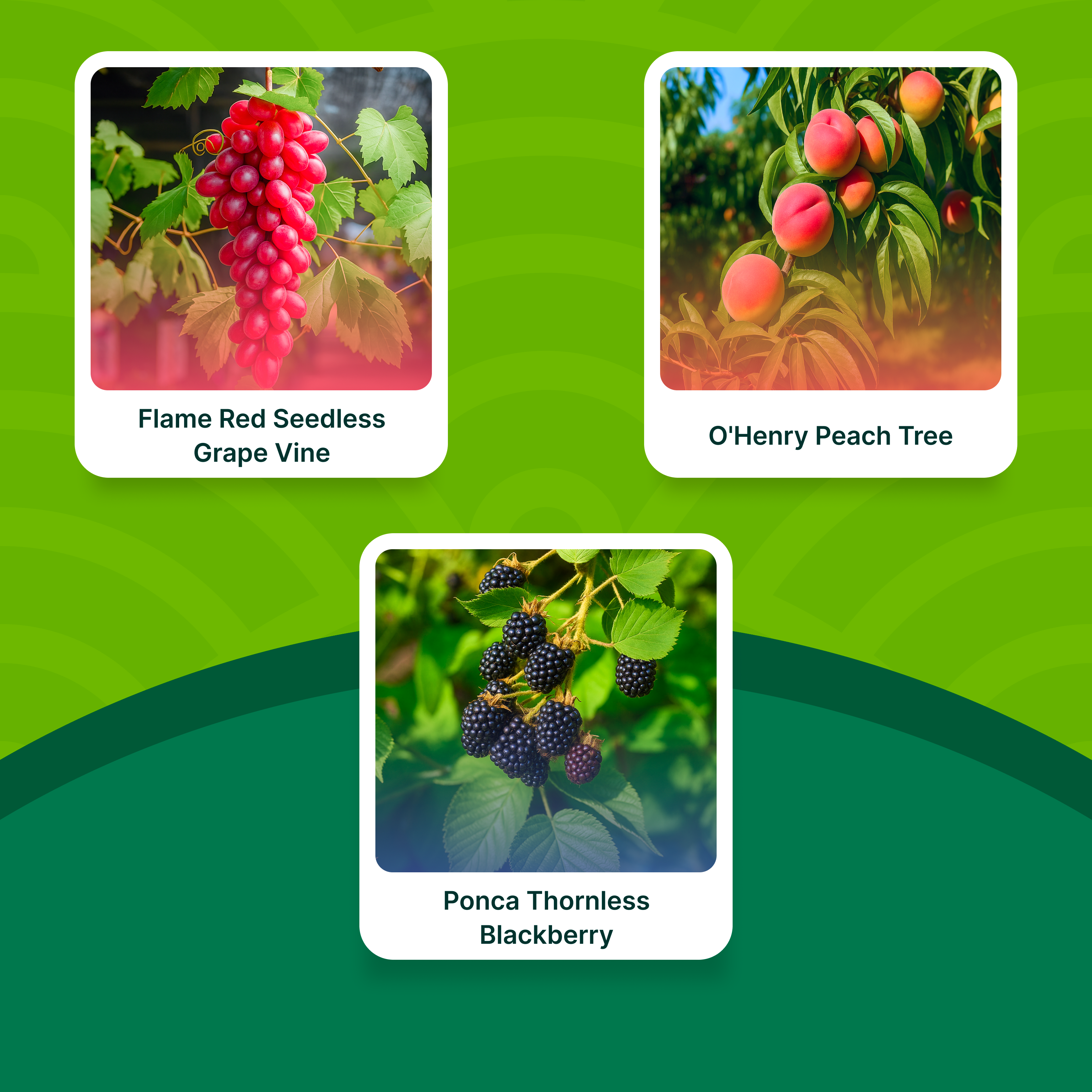 Orchard Delight Fruit Combo – Peach, Grape, and Blackberry Plants for Home Garden