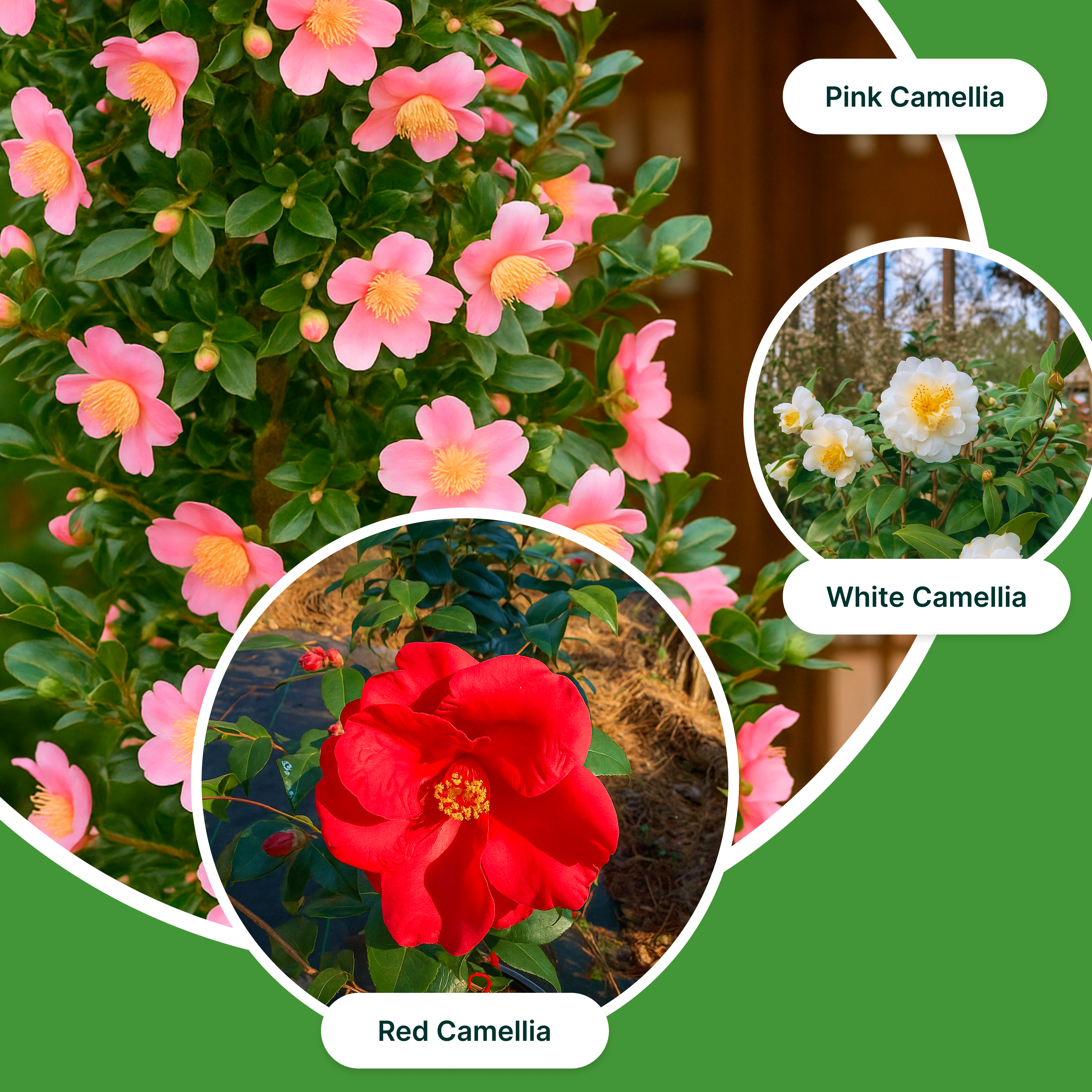 Camellia Color Burst Combo ( Set Of 3 ) – White, Red & Pink Camellia Plants