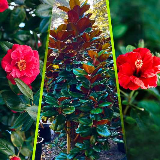 Southern Charm Bloom Combo – Magnolia, Camellia & Hibiscus Flowering Trees