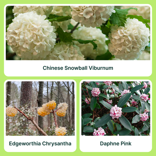 Winter Fragrance Combo – Daphne, Edgeworthia & Chinese Snowball Viburnum Shrubs