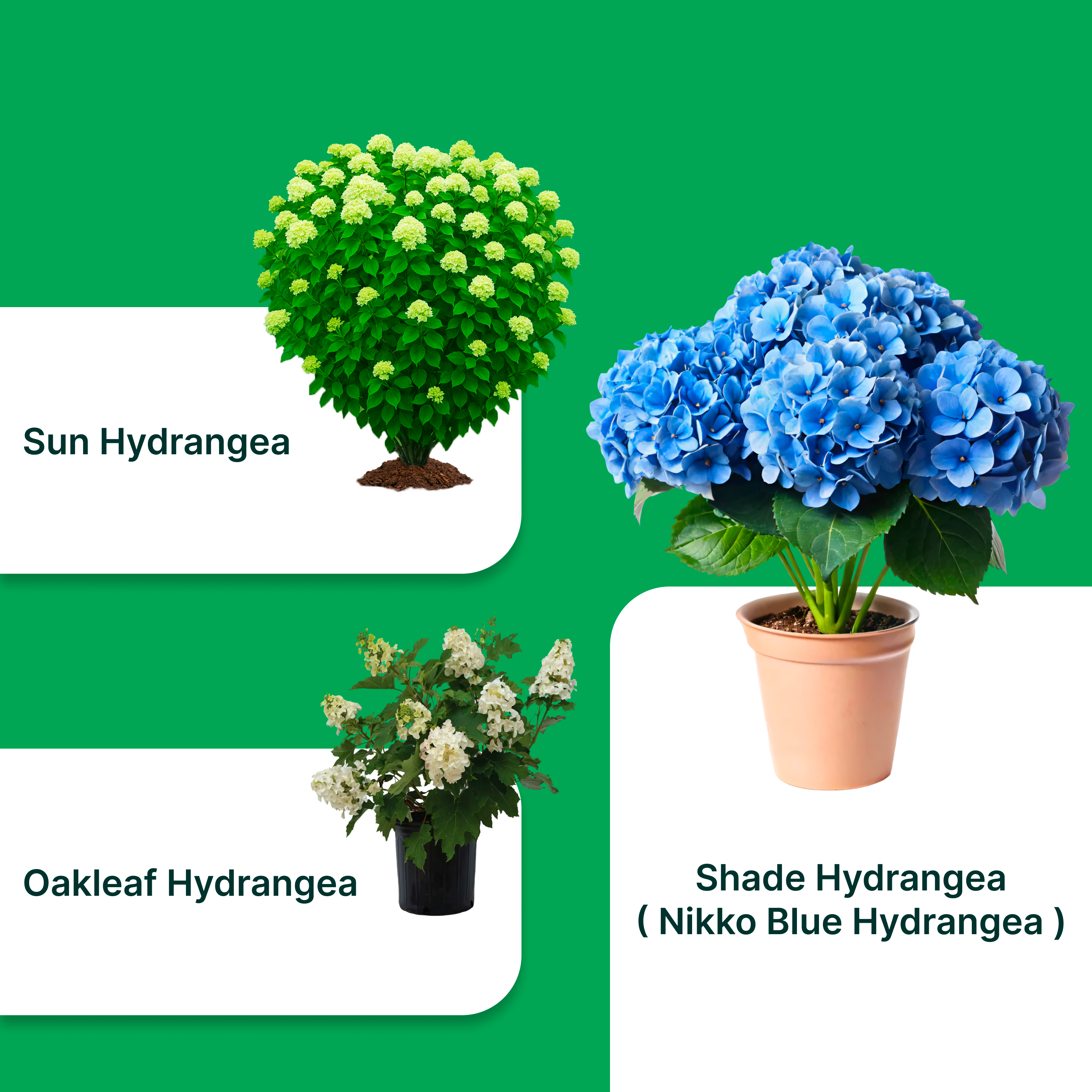 Exotic Elegance Hydrangea Combo ( Set Of 3 ) – Nikko Blue, Sun Hydrangea & Oakleaf Hydrangea