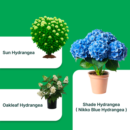 Exotic Elegance Hydrangea Combo ( Set Of 3 ) – Nikko Blue, Sun Hydrangea & Oakleaf Hydrangea