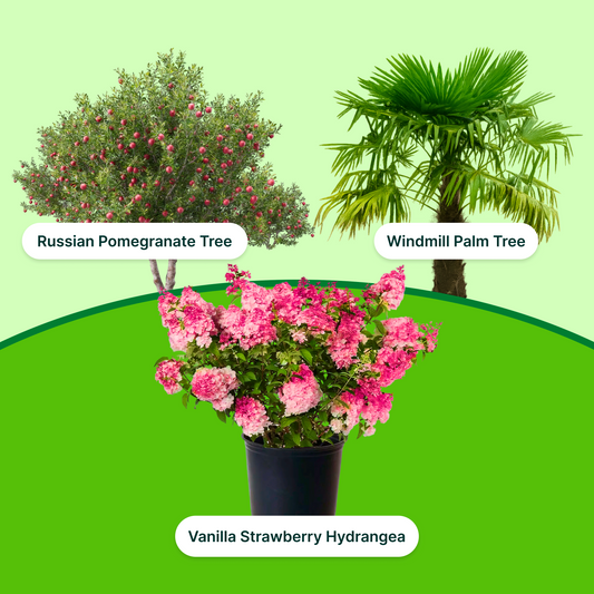 Exotic Elegance Combo – Windmill Palm, Pomegranate & Hydrangea Plants