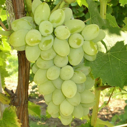 Compassion White Seedless Grape Vine with white grapes