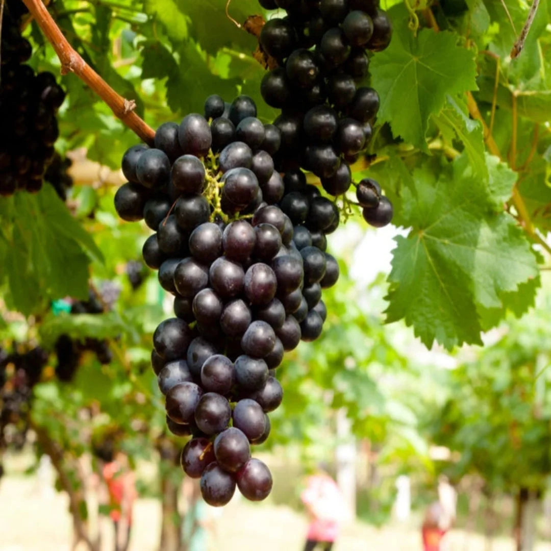 Concord Seedless Grape plant with healthy green foliage ready for planting in home gardens