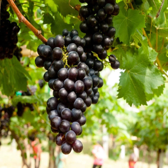 Concord Seedless Grape Vine – Classic American Grape for Eating and Wine (Vitis)