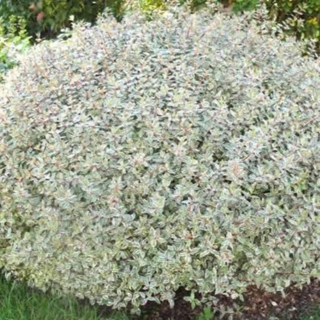 Close-up of Confetti Abelia plant showing variegated leaf pattern