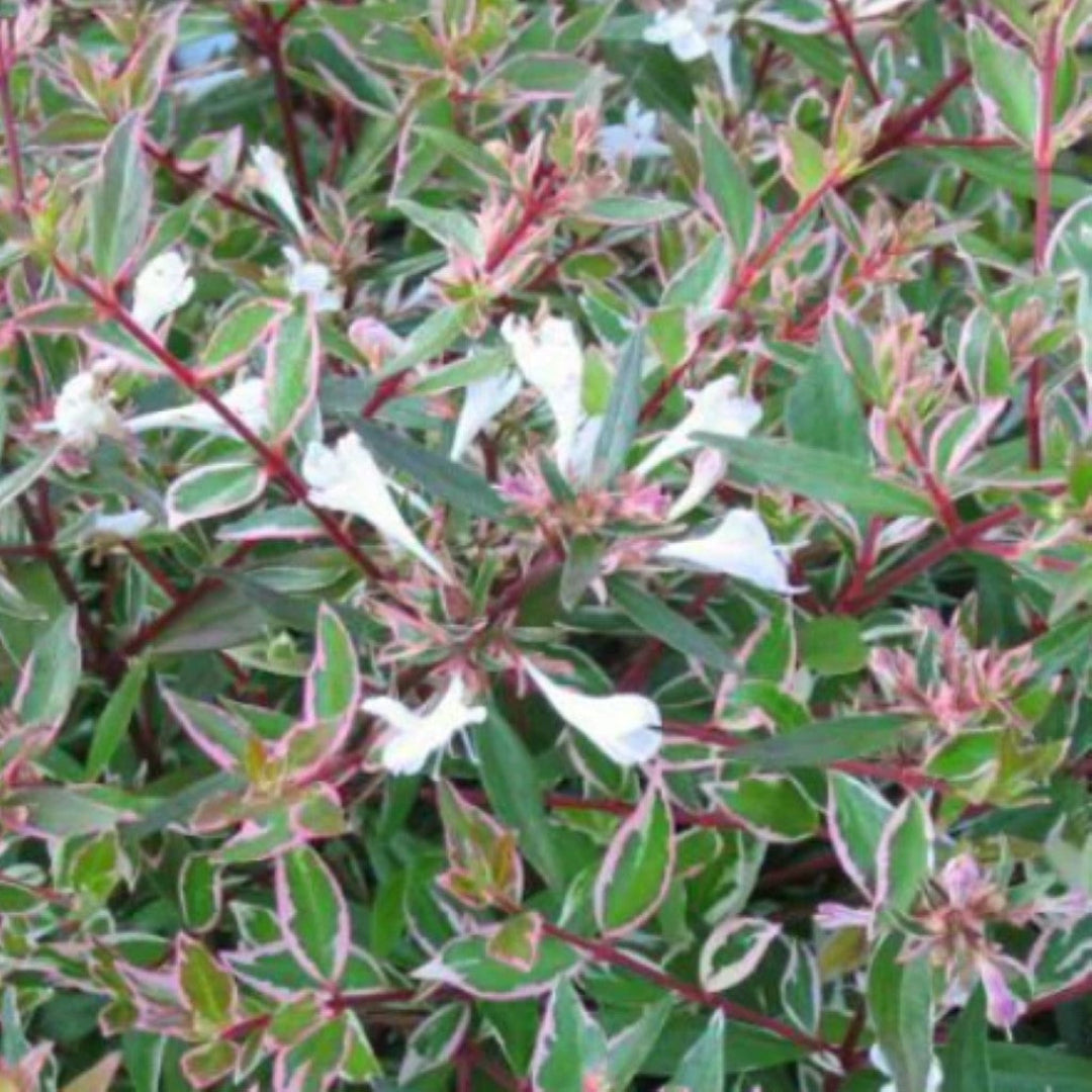 Confetti Abelia shrub with colorful variegated leaves in garden landscape