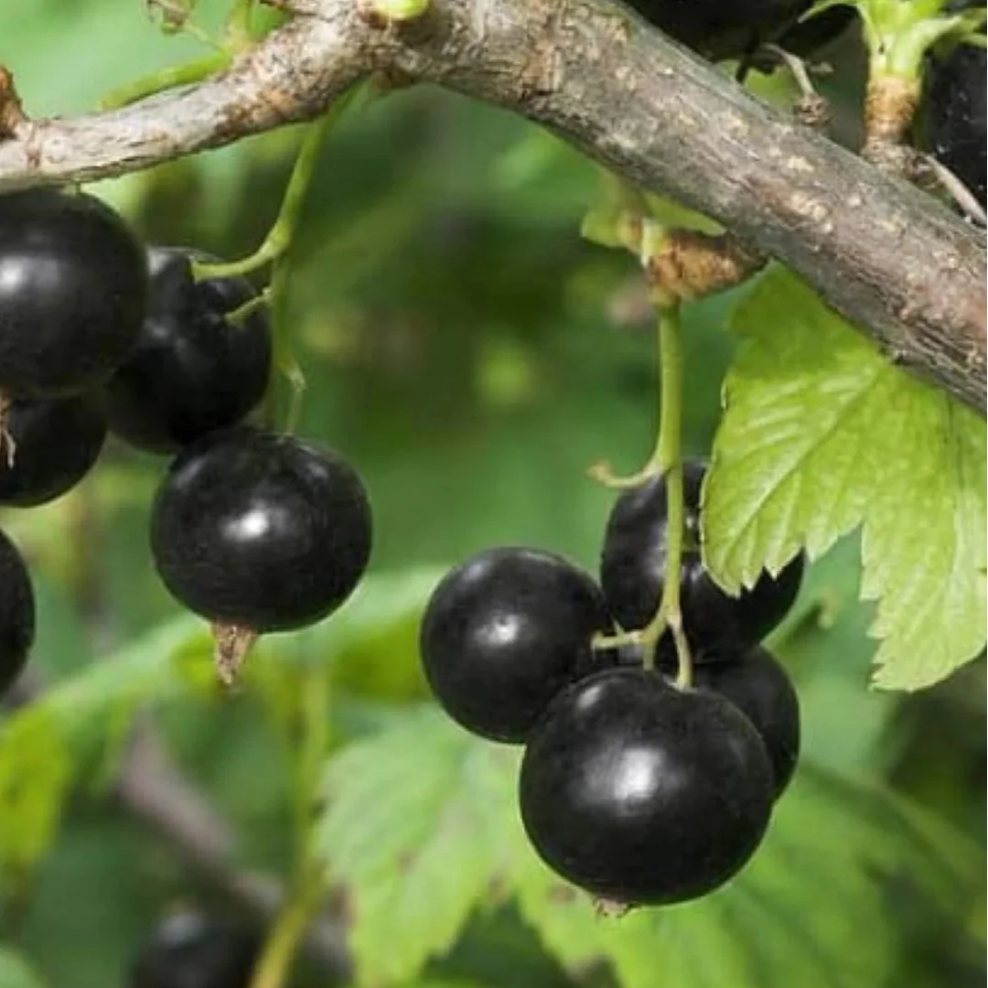 Live Consort black currant starter plant ready for planting