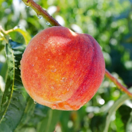 Contender Peach Tree – Cold Hardy, Self-Fruitful | Live Fruit Tree | Zones 4–8 live plant for landscaping and home gardens