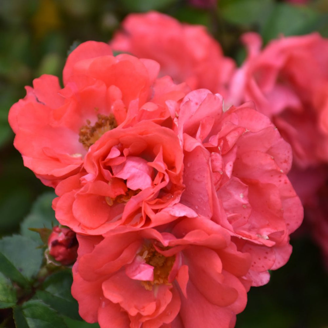 Mature Coral Drift Rose forming colorful flowering mound