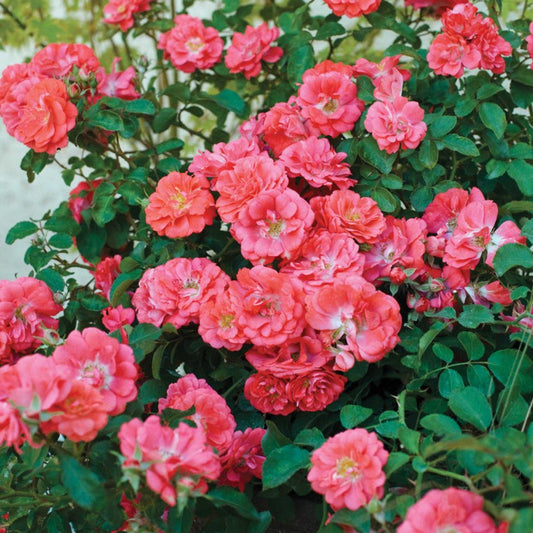 Masses of coral blossoms cover Coral Drift Rose foliage