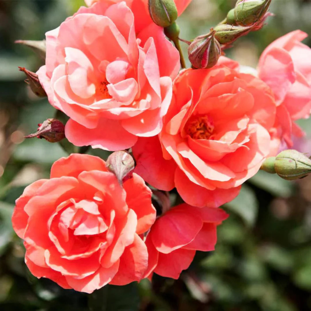 Sunlit Coral Knock Out Rose shrub filled with open blossoms