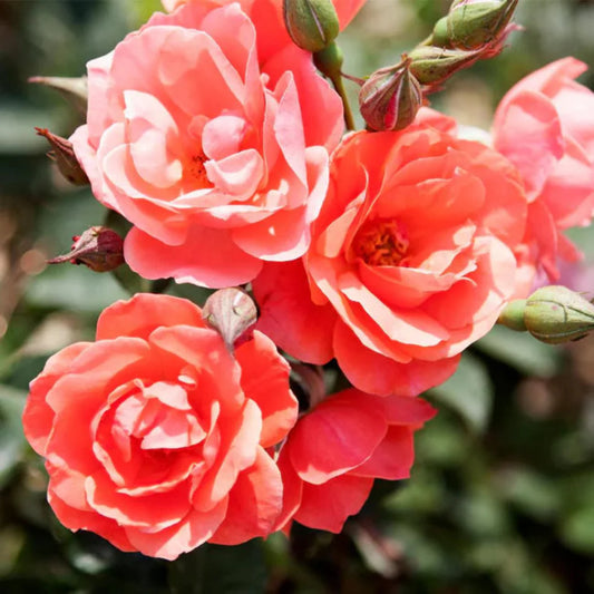 Sunlit Coral Knock Out Rose shrub filled with open blossoms
