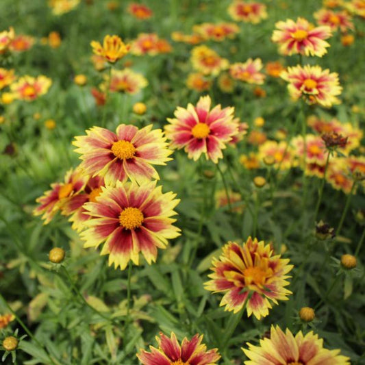 Coreopsis Li'l Bang 'Enchanted Eve' PP27857 Qt. – evergreen shrub