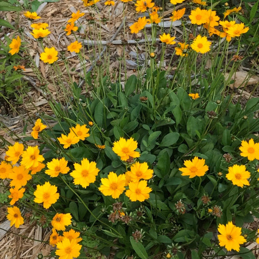 Coreopsis auriculata Nana perennial yellow flowers