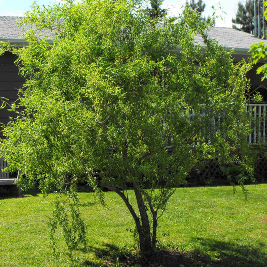 Corkscrew Willow Tree – Curly Willow | Twisted Branches | Fast Growing | Zones 4–8 live plant for landscaping and home gardens