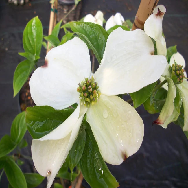 Cornus florida 'Cloud 9' in landscape setting