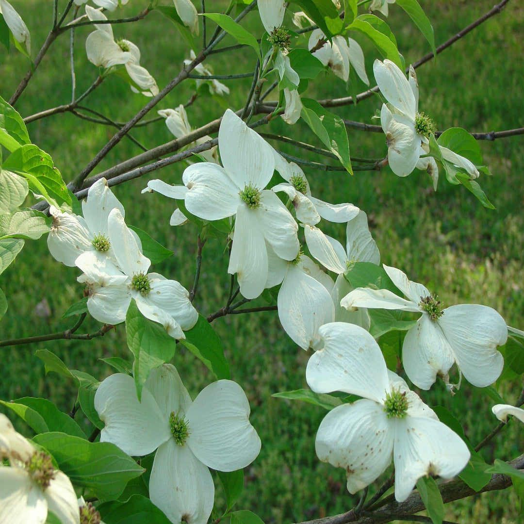 Appalachian Spring Dogwood tree close-up view