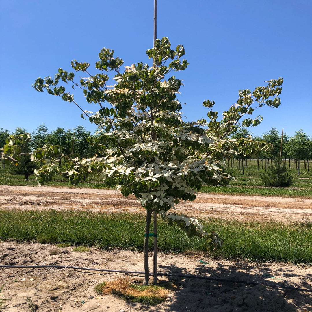 Mature Milky Way Dogwood Tree planted in landscape