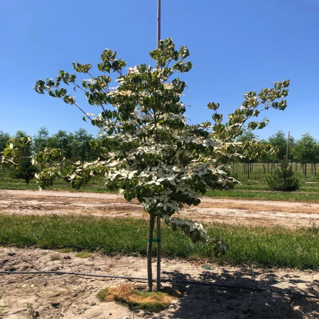Milky Way Dogwood Tree with clusters of white flowers