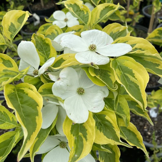 Celestial Shadow Dogwood Tree mid-flower stage