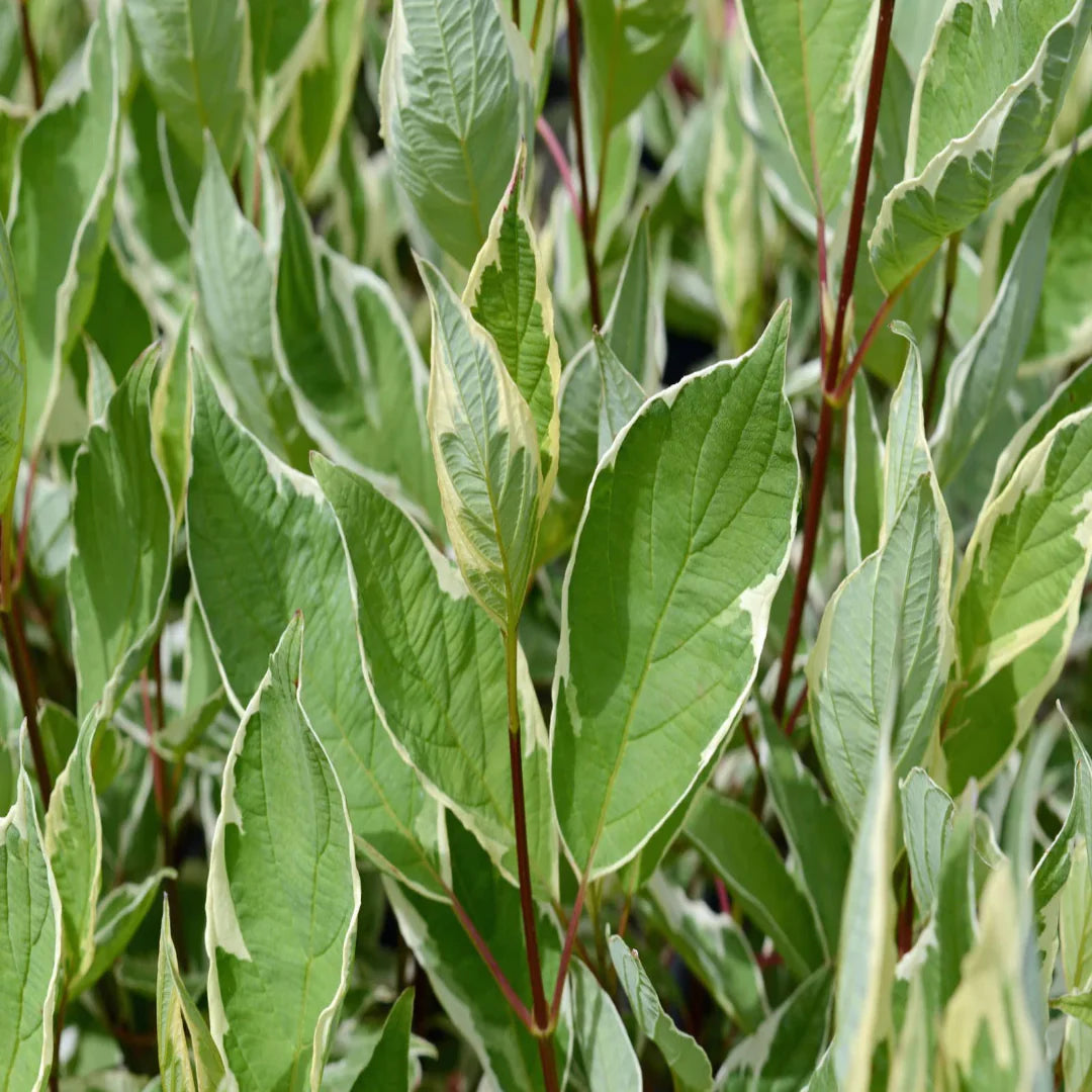 Red twig structure of Strawberry Daiquiri Dogwood