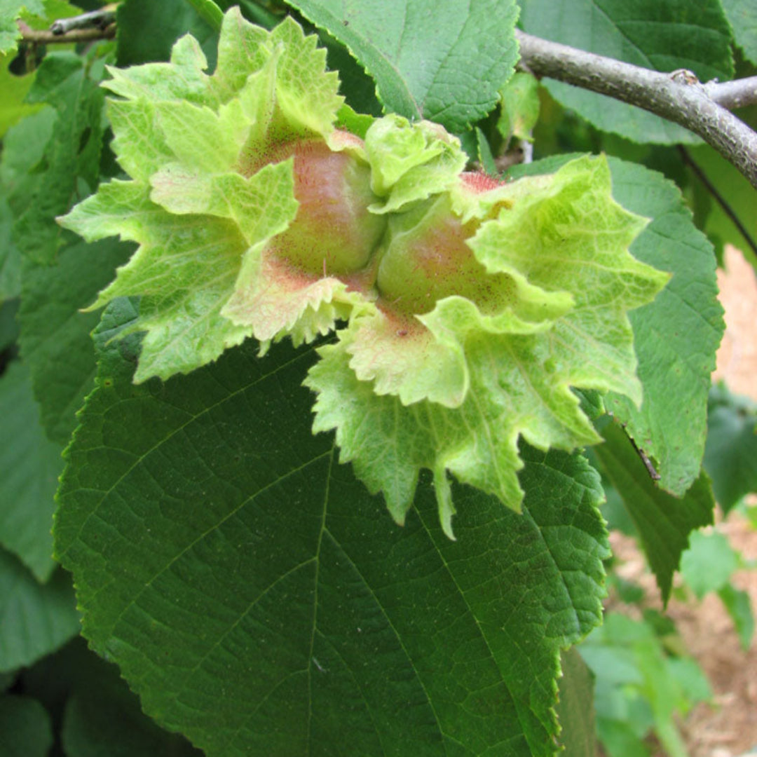 Corylus americana American Hazelnut mature shrub
