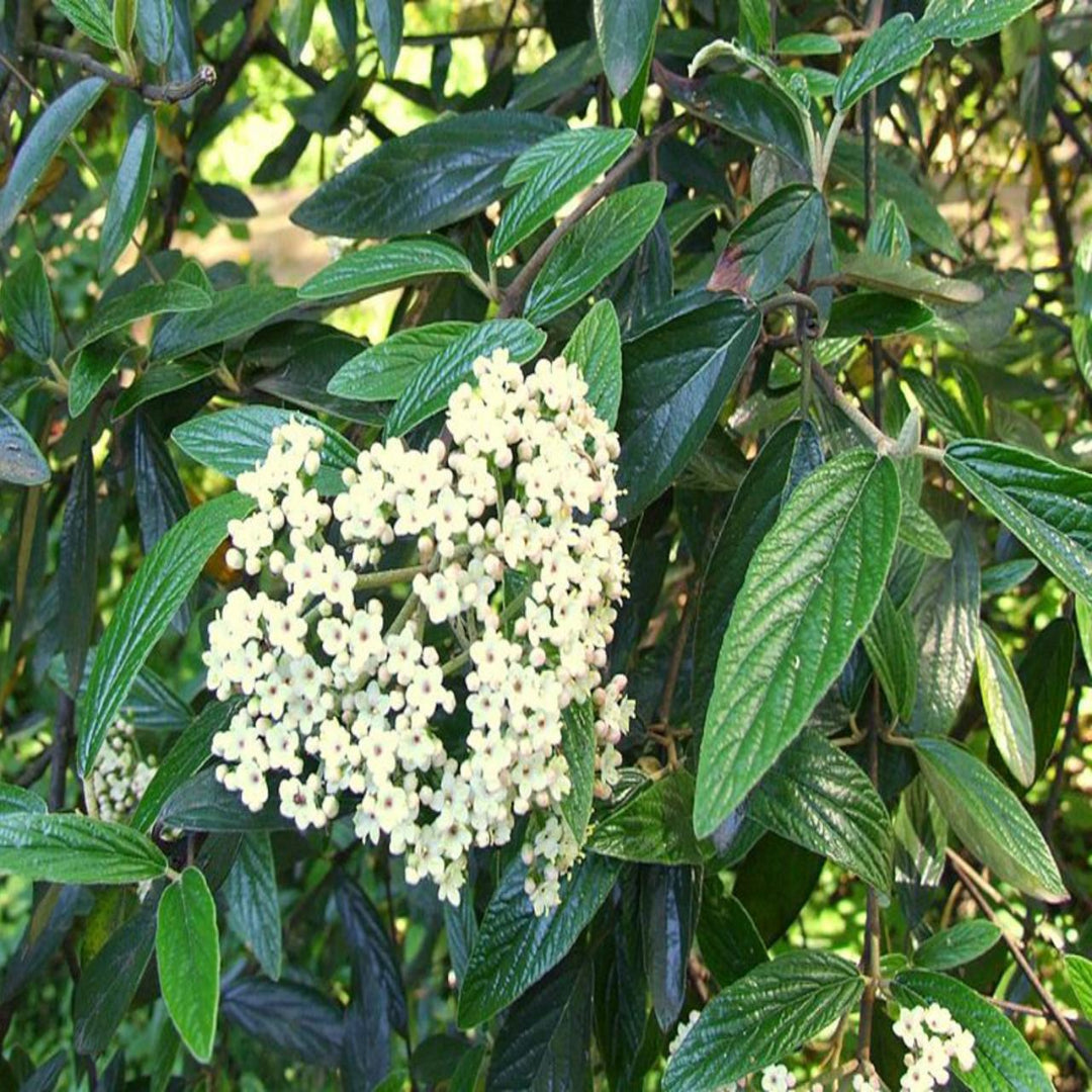 Mature Pragense Viburnum Shrub with Dense Green Foliage in Landscape
