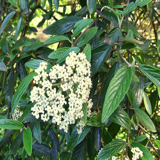 Mature Pragense Viburnum Shrub with Dense Green Foliage in Landscape