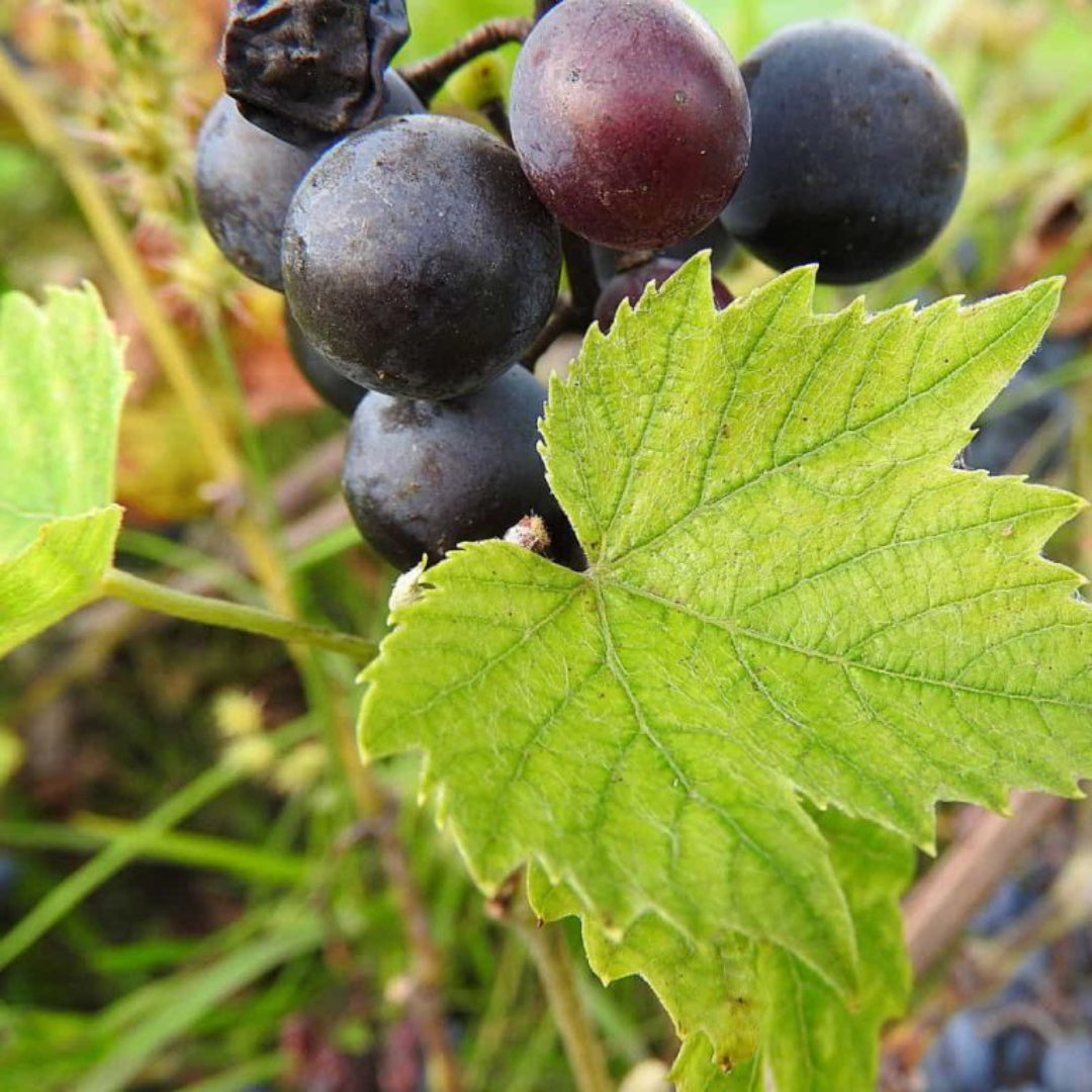 Cowart muscadine grapes hanging in clusters on a mature grapevine