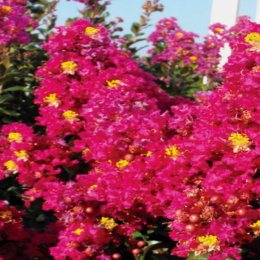 Berry Dazzle crape myrtle with dense mounded growth habit