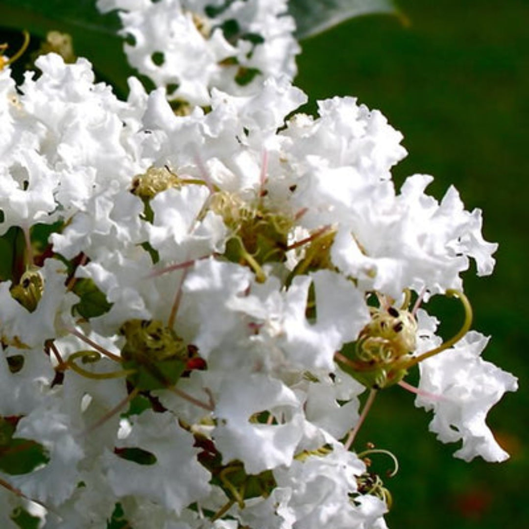 Diamond Dazzle Crape – flowering plant
