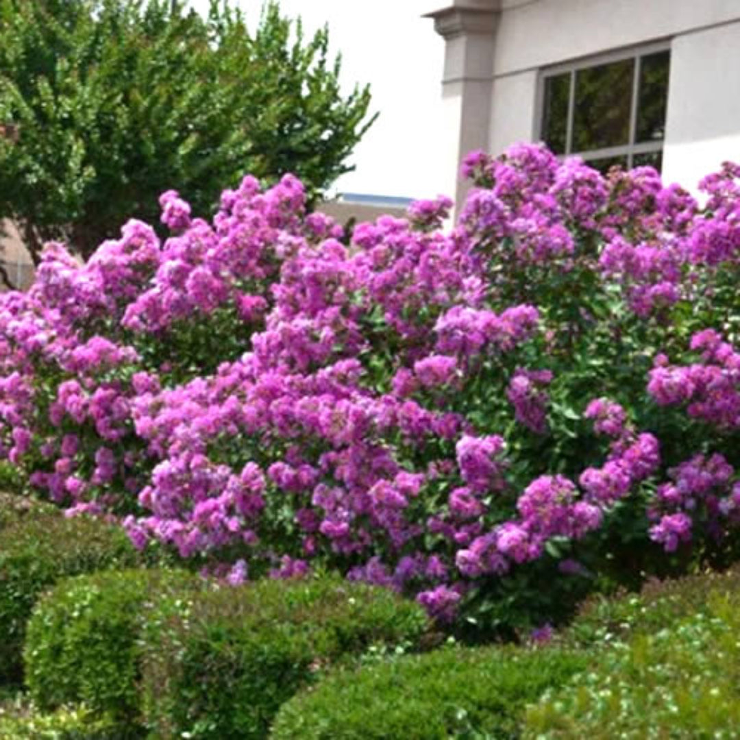 Early Bird Lavender crape myrtle tree with full purple bloom display in late spring