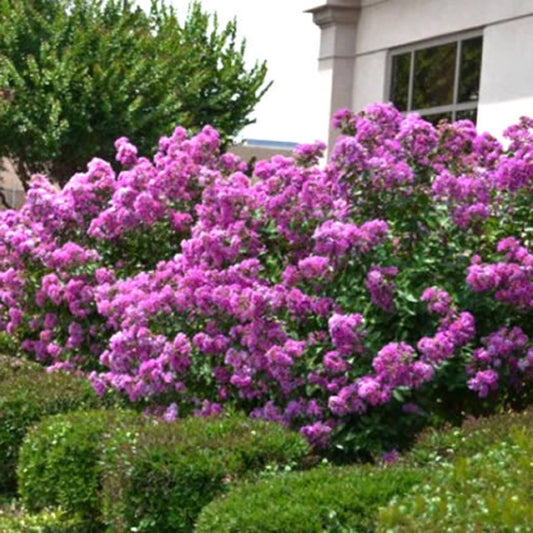 Early Bird Lavender crape myrtle tree with full purple bloom display in late spring