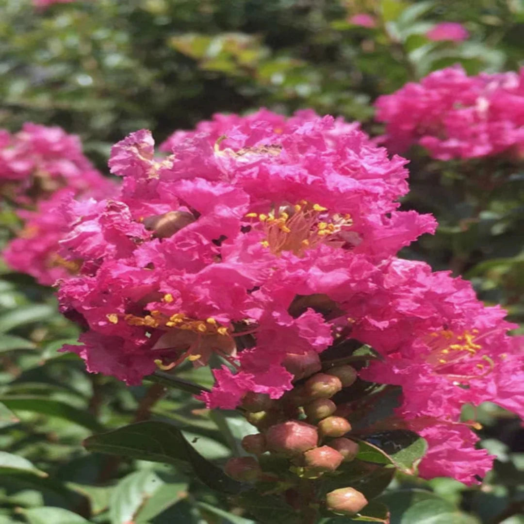 Crape myrtle Pocomoke shrub blooming in a garden bed