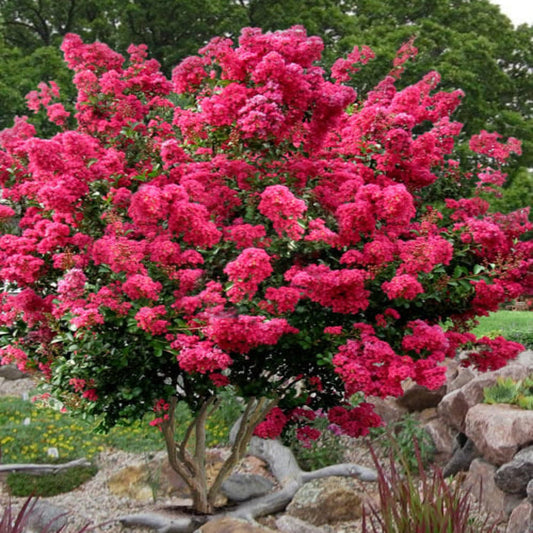 Compact Tonto crape myrtle tree planted in landscape with long-lasting summer flowers