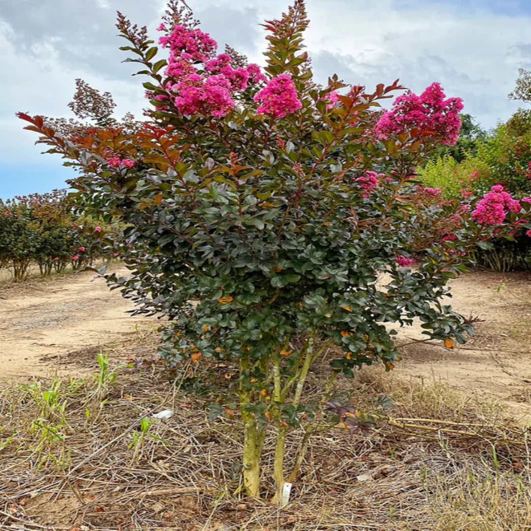 Crape Myrtle Plum Magic