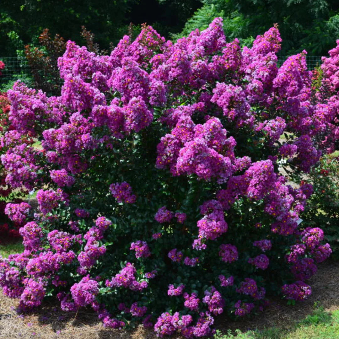 homeandgardensforless.com