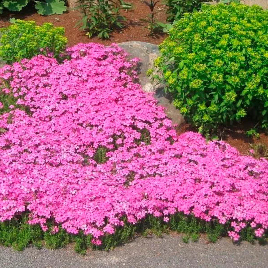 Drummond’s Pink Phlox spreading on slope