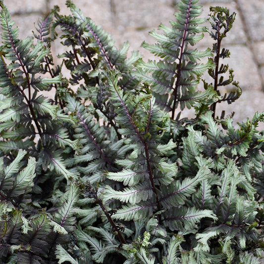 Japanese Painted Fern – evergreen