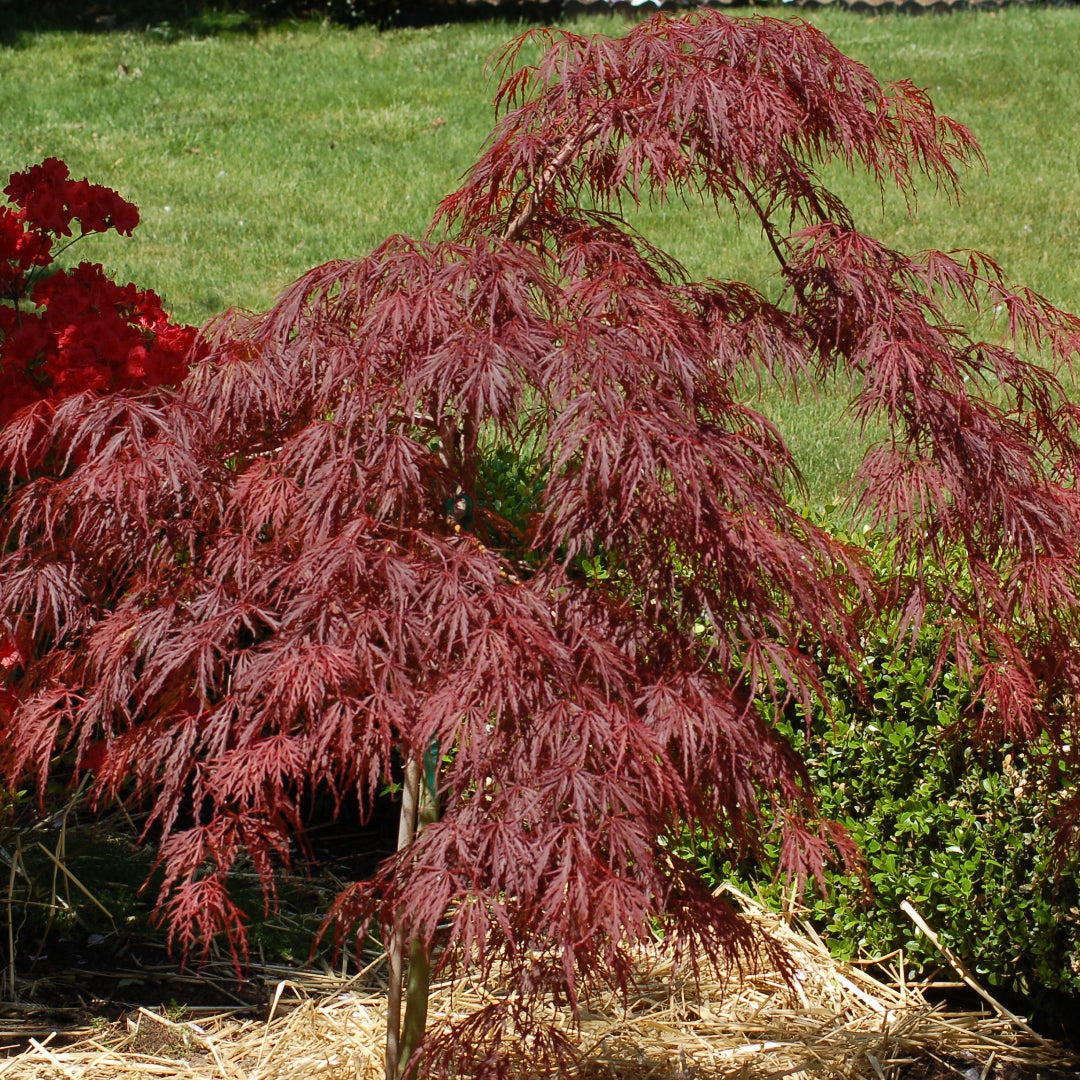 Crimson Queen Japanese Maple – Weeping Laceleaf | Deep Red Foliage | Zones 5–8 live plant for landscaping and home gardens
