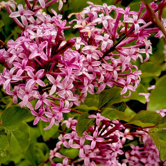 Charles Joly Red French Lilac – flowering shrub