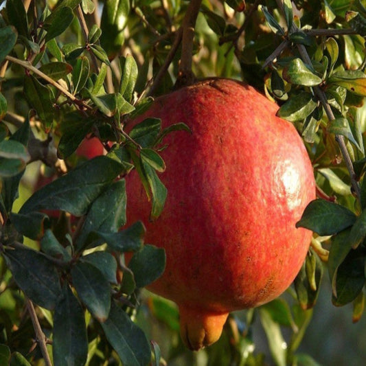 Crimson Sky Pomegranate fruit cluster on mature tree
