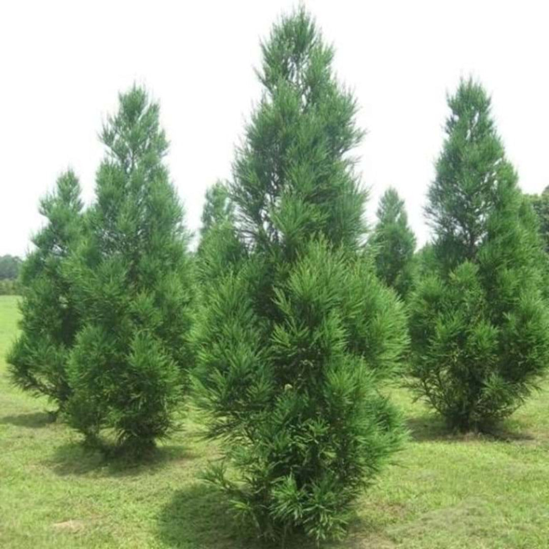 Cryptomeria Radicans growing in a landscape as a natural privacy tree