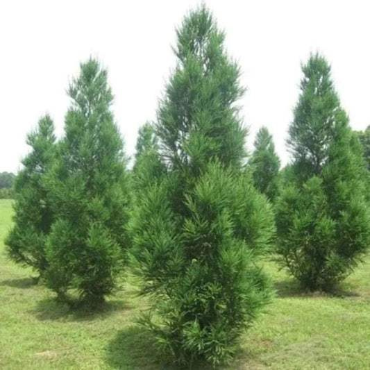 Beautiful Cryptomeria Radicans tree showing lush, soft green foliage