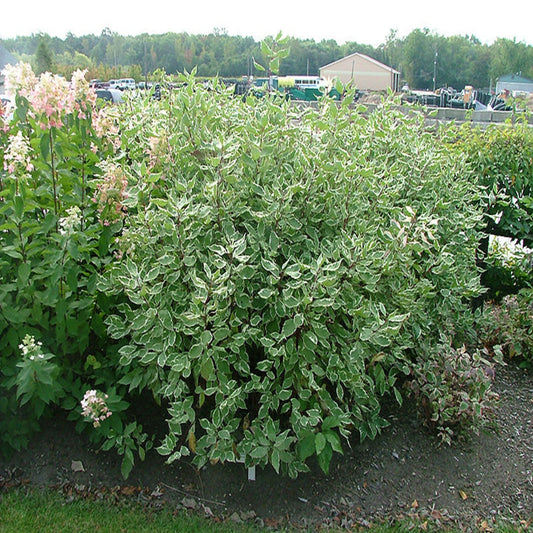 Ornamental winter shrub Strawberry Daiquiri Dogwood